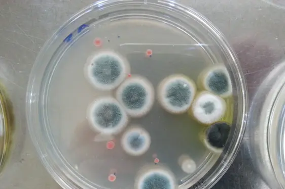 Petrischale mit Schimmelpilz-Kolonien (Foto: Landesagentur für Umwelt und Klimaschutz)