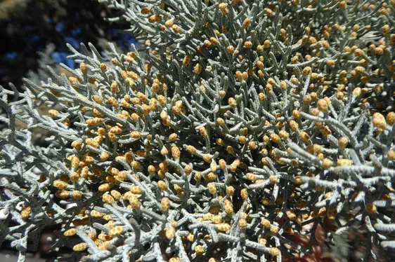 Männliche Blütenstände der Zypresse (Foto: Landesagentur für Umwelt und Klimaschutz, Bucher)