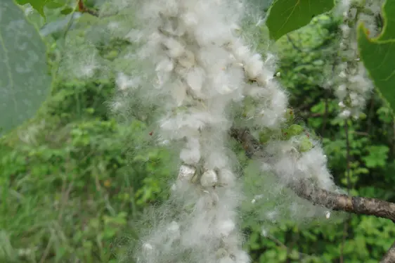 Aufgebrochene Samenkapsel mit Pappelflaum (wird oft mit allergieauslösenden Pollen, die zur selben Zeit fliegen, verwechselt (Foto: Landesagentur für Umwelt und Klimaschutz, Bucher)