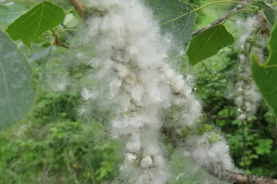 Aufgebrochene Samenkapsel mit Pappelflaum (wird oft mit allergieauslösenden Pollen, die zur selben Zeit fliegen, verwechselt (Foto: Landesagentur für Umwelt und Klimaschutz, Bucher)