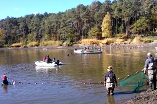 Rimozione carpe erbivore (Foto: Agenzia provinciale per l'ambiente e la tutela del clima)