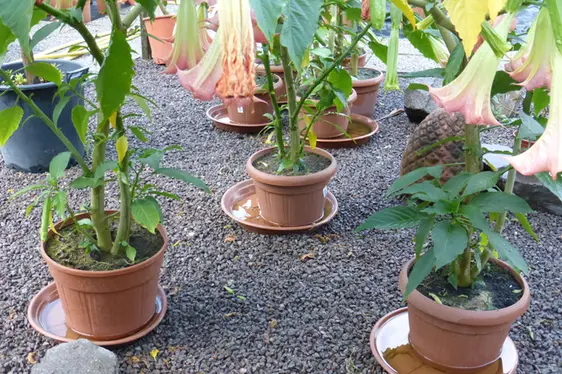 Sottovasi riempiti con acqua,un ambiente ideale per la deposizione delle uova (Foto: Agenzia provinciale per l'ambiente e la tutela del clima)