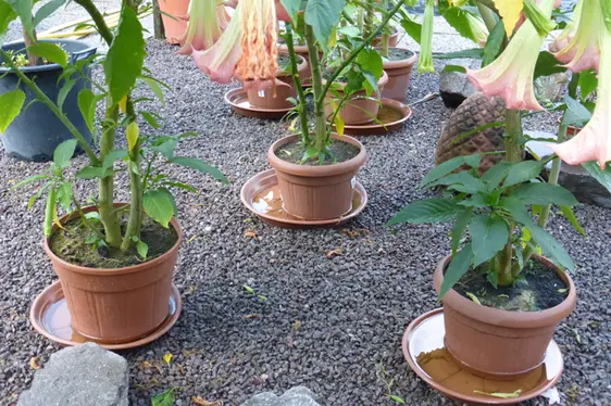 Mit Wasser gefüllte Blumenuntersetzer, ein idealer Platz für die Eiablage (Foto: Landesagentur für Umwelt und Klimaschutz)