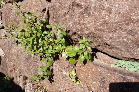 Glaskraut mit Blütenständen (Foto: Landesagentur für Umwelt und Klimaschutz, Kofler)