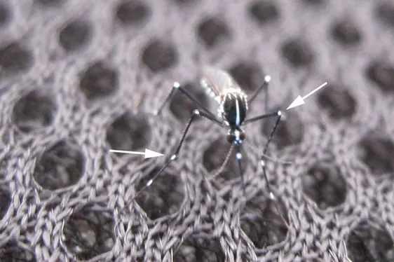 An den Vorder- und Mittelbeinen sind die weiß beschuppten Bereiche reduziert und erscheinen wie weiße Punkte (siehe Pfeile) an den Gelenken der schwarzen Beine (Foto: Landesagentur für Umwelt und Klimaschutz)