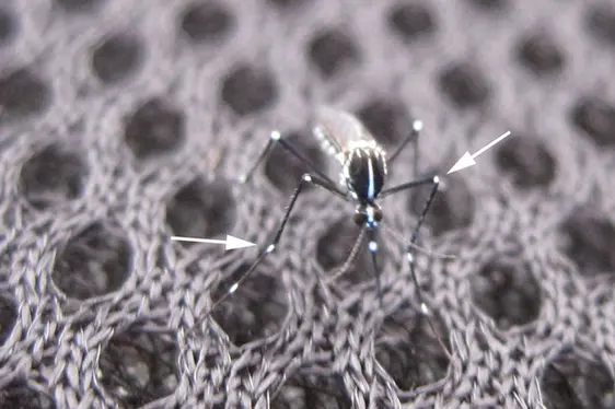 An den Vorder- und Mittelbeinen sind die weiß beschuppten Bereiche reduziert und erscheinen wie weiße Punkte (siehe Pfeile) an den Gelenken der schwarzen Beine (Foto: Landesagentur für Umwelt und Klimaschutz)