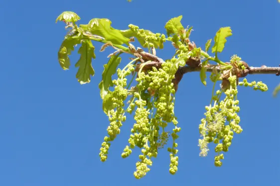 Männliche Blütenkätzchen der Rot-Eiche (Foto: Landesagentur für Umwelt und Klimaschutz, Bucher)