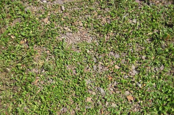 Schotterrasen (begrünte wassergebundene Decke)
Die Oberfläche besteht aus einem Gemisch aus Humus und
Schotter bzw. Splitt ohne Bindemittelzusatz. Auf die Oberfläche
wird Rasensamen eingestreut, bevor sie verdichtet wird.
Der Grünflächenanteil beträgt bis zu 30%.
Geeignet für: Parkplätze, Rad- und Gehwege, Hofflächen,
Gartenwege.