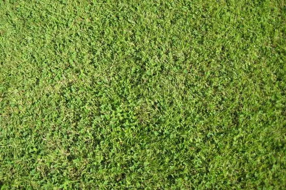 Rasenfläche (Grünfläche, Wiese)
Die Oberfläche besteht aus einem mit Rasen bewachsenen
humushaltigen Oberboden, der vor der Begrünung verdichtet
wird. Der Grünflächenanteil beträgt 100%.
Geeignet für: Flächen, die keine besondere Tragfähigkeit aufweisen
müssen, wie z.B. Spiel- und Bewegungsflächen oder
selten genutzte Pkw-Parkplätze.