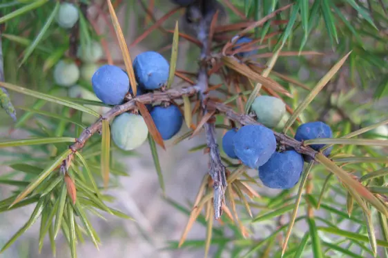 Blaue Scheinbeeren des Wacholders (Foto: Landesagentur für Umwelt und Klimaschutz, Bucher)