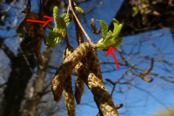 Weibliche Blüte der Birke (Foto: Landesagentur für Umwelt und Klimaschutz, Bucher)