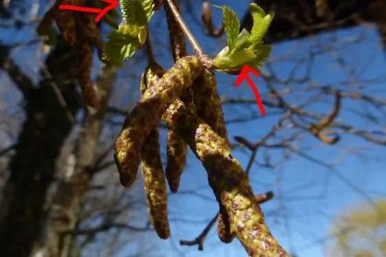 Weibliche Blüte der Birke (Foto: Landesagentur für Umwelt und Klimaschutz, Bucher)