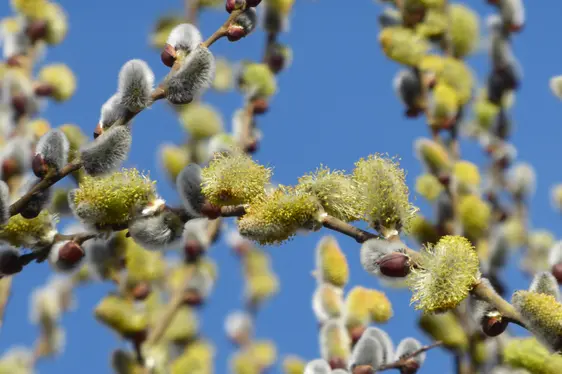 Weidenzweig in Blüte (Foto: Landesagentur für Umwelt und Klimaschutz, Bucher)