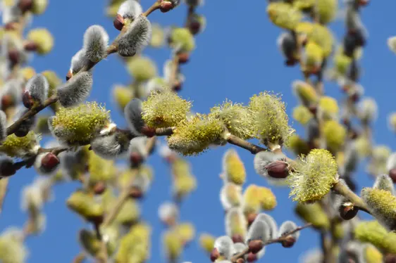 Weidenzweig in Blüte (Foto: Landesagentur für Umwelt und Klimaschutz, Bucher)