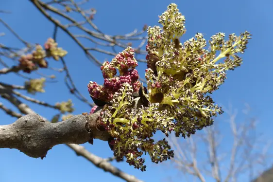 Die Blütenstände der Gemeinen Esche öffnen sich vor dem Blattaustrieb (Foto: Landesagentur für Umwelt und Klimaschutz, Bucher)