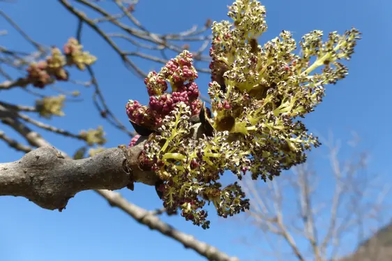 Die Blütenstände der Gemeinen Esche öffnen sich vor dem Blattaustrieb (Foto: Landesagentur für Umwelt und Klimaschutz, Bucher)
