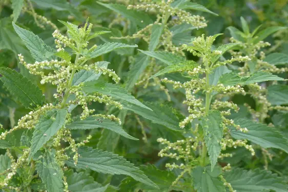 Brennnessel mit männlichen Blütenständen (Foto: Landesagentur für Umwelt und Klimaschutz, Bucher)