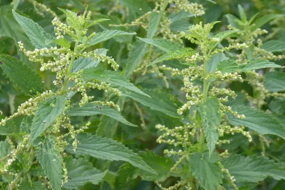 Brennnessel mit männlichen Blütenständen (Foto: Landesagentur für Umwelt und Klimaschutz, Bucher)