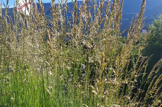 Süßgräser in Blüte (Foto: Landesagentur für Umwelt und Klimaschutz)