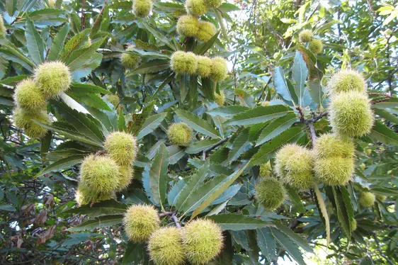 Kastanienigel (Foto: Landesagentur für Umwelt und Klimaschutz, Bucher)