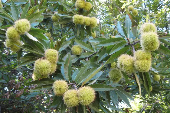 Kastanienigel (Foto: Landesagentur für Umwelt und Klimaschutz, Bucher)