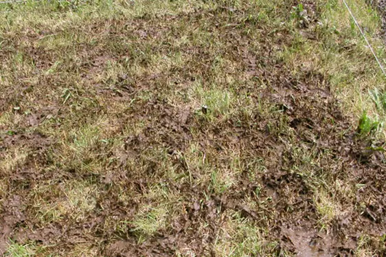 Überschüssiges Düngerausbringung 60 m³/m² (Foto: Land- und Forstwirtschaftliches Versuchszentrum Laimburg, G. Peratoner)