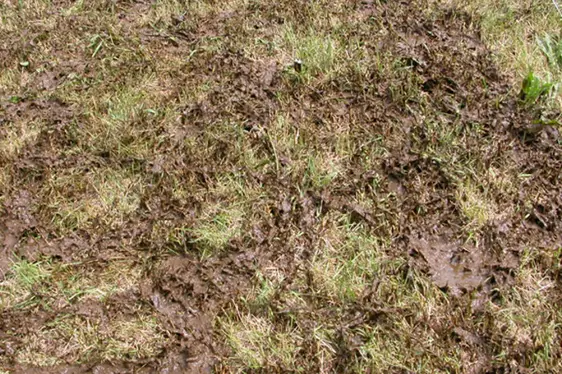 Überschüssiges Düngerausbringung 60 m³/m² (Foto: Land- und Forstwirtschaftliches Versuchszentrum Laimburg, G. Peratoner)