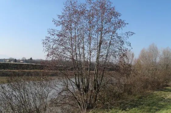 Schwarz-Erle längs der Etsch (Foto: Landesagentur für Umwelt und Klimaschutz, Bucher)
