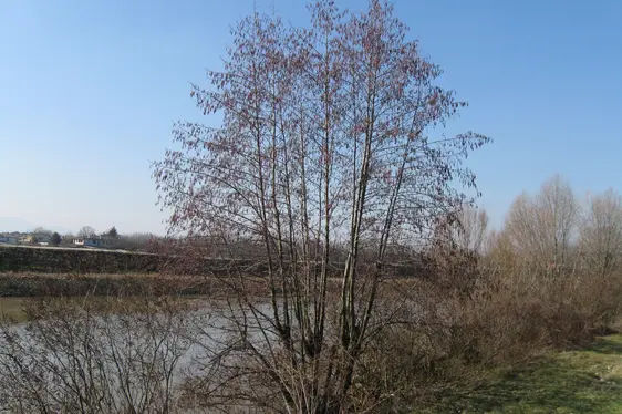 Schwarz-Erle längs der Etsch (Foto: Landesagentur für Umwelt und Klimaschutz, Bucher)