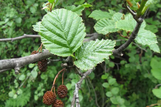 Blätter und Früchte der Grün-Erle (Foto: Landesagentur für Umwelt und Klimaschutz, Bucher)