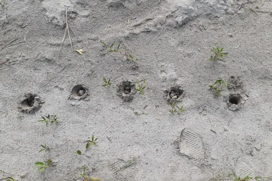 Monitoraggio microplastica - progetto pilota