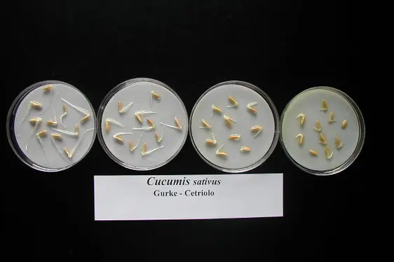 Pflanzentoxizitätstest mit Gurkensamen (Foto: Landesagentur für Umwelt und Klimaschutz)