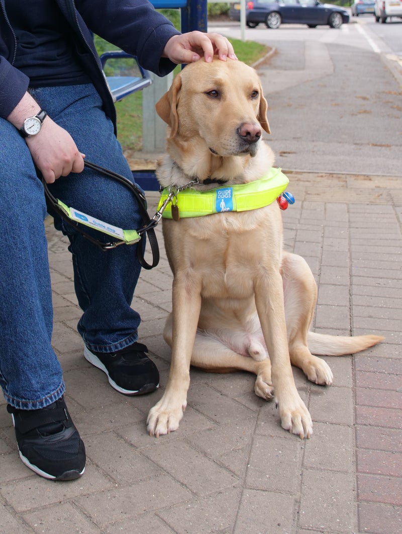 A guide dog sitting at a bus stop having his head patted