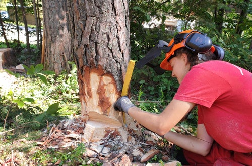 Waldarbeiterkurs an der FS Salern Waldarbeiterkurs an der FS Salern