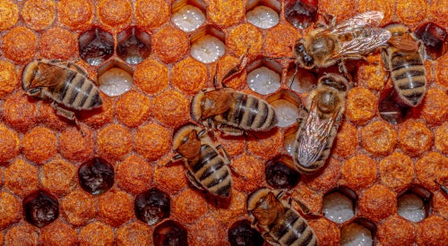 Bienenwabe; Quelle: Andrea Falcomatà Bienenwabe; Quelle: Andrea Falcomatà