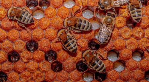 Bienenwabe; Quelle: Andrea Falcomatà Bienenwabe; Quelle: Andrea Falcomatà