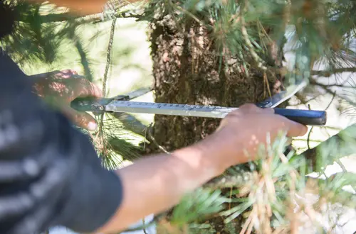 Forstwirtschaft an der FS Salern Forstwirtschaft an der FS Salern