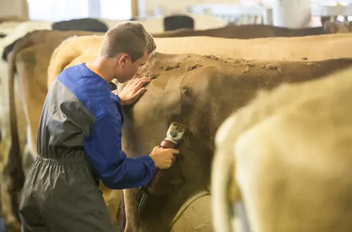 Viehwirtschaftslehre an der FS Salern Viehwirtschaftslehre an der FS Salern