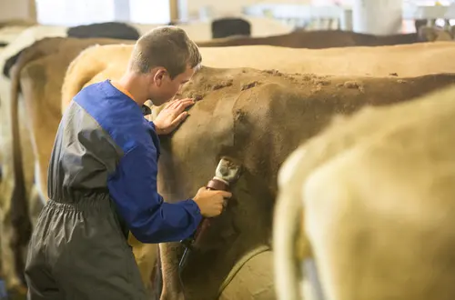 Viehwirtschaftslehre an der FS Salern Viehwirtschaftslehre an der FS Salern