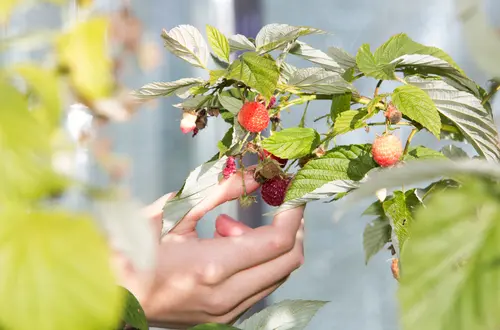 Gemüsebau Gemüsebau