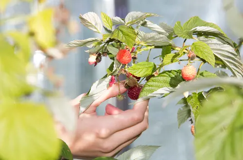 Gemüsebau Gemüsebau