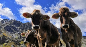 Almtagung am 17.03.23 Almtagung am 17.03.23