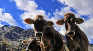 Almtagung am 17.03.23 Almtagung am 17.03.23