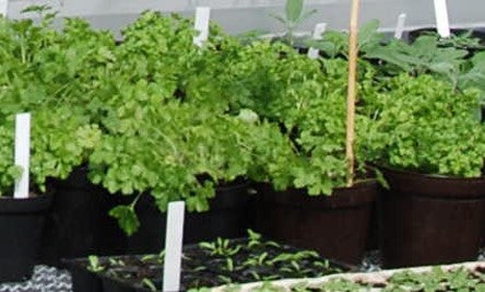 Saatpflanzen Saatpflanzen