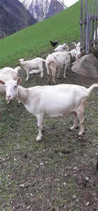 3-wöchiges Fremdpraktikum an der FS Salern 3-wöchiges Fremdpraktikum an der FS Salern