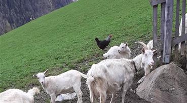 3-wöchiges Fremdpraktikum an der FS Salern 3-wöchiges Fremdpraktikum an der FS Salern