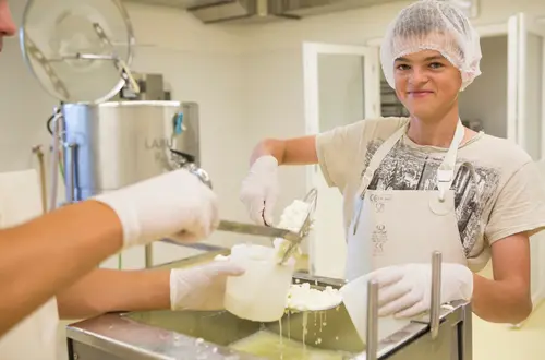 Bei der Herstellung vom Salerner Weichkäse Bei der Herstellung vom Salerner Weichkäse