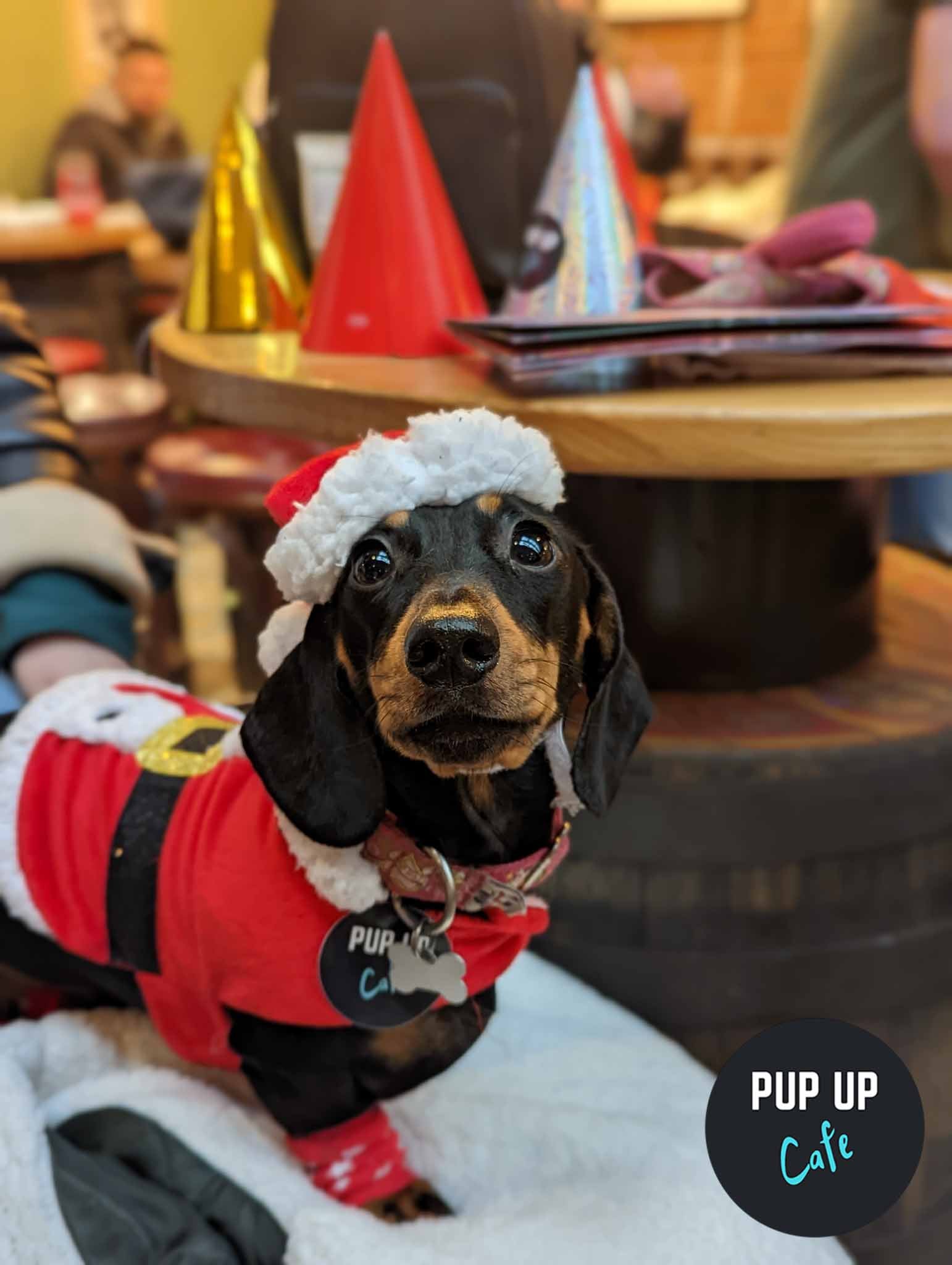A dachshund in a Santa outfit looks into the camera 
