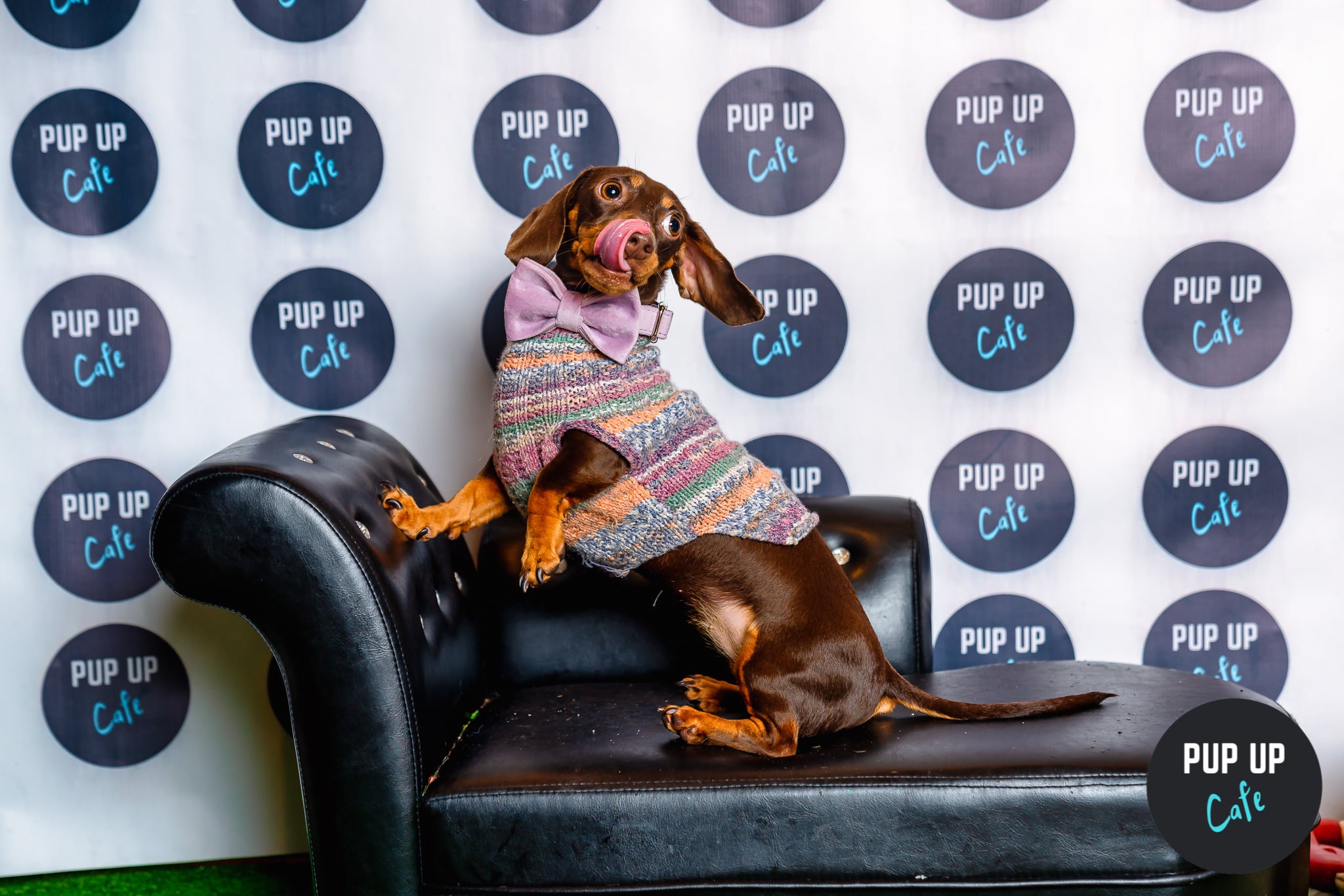 A sausage dog poses at the Pup Up Cafe photoshoot on a mini dog sofa