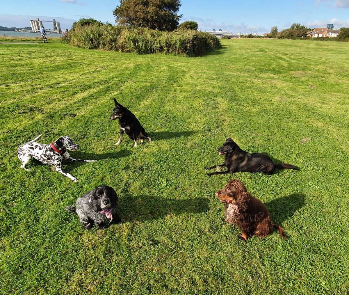 Five dogs sit in a green field with tree in the background